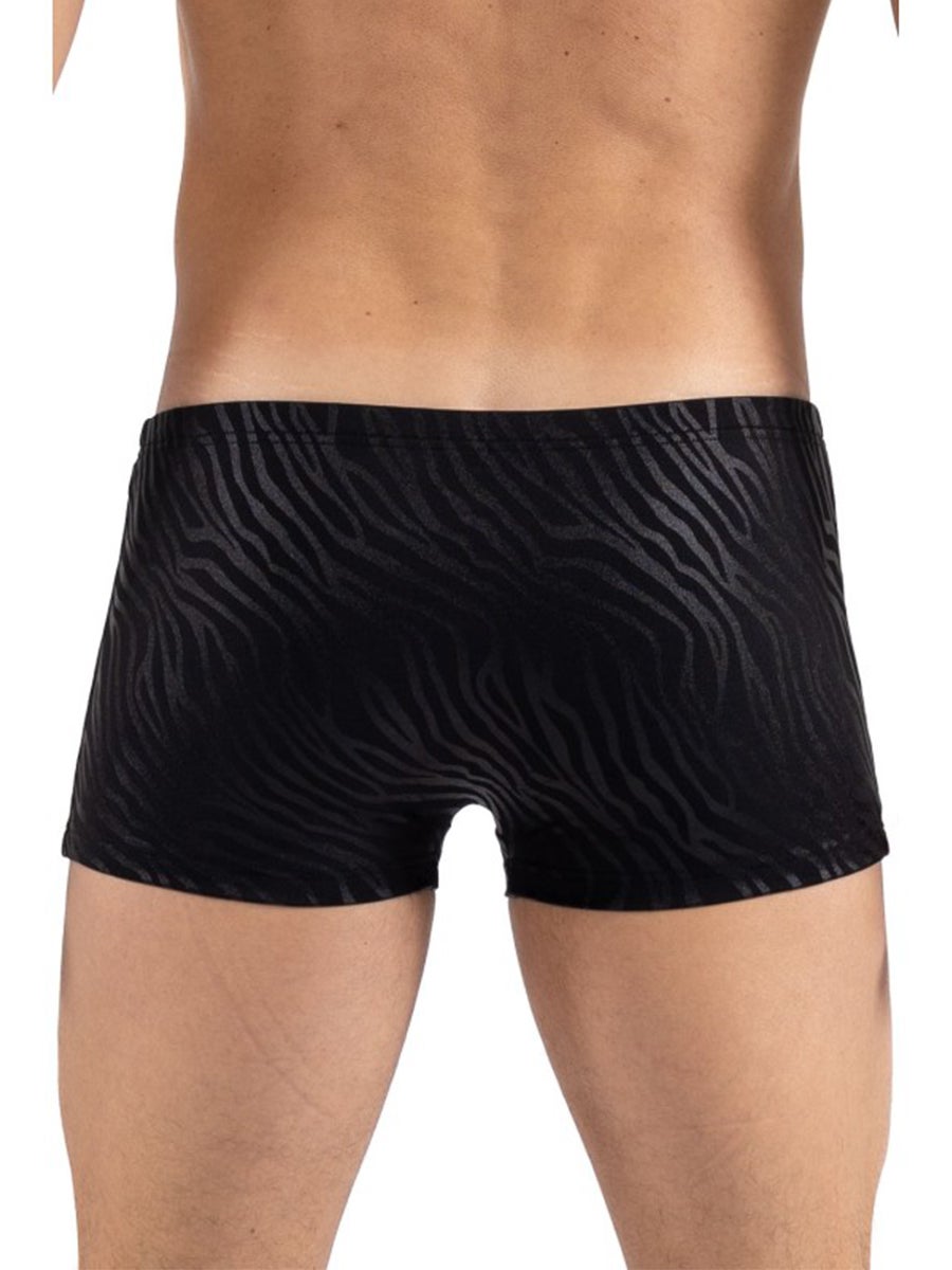 Boxer Zebra L