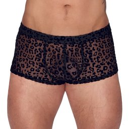 Boxer Transparent Animal